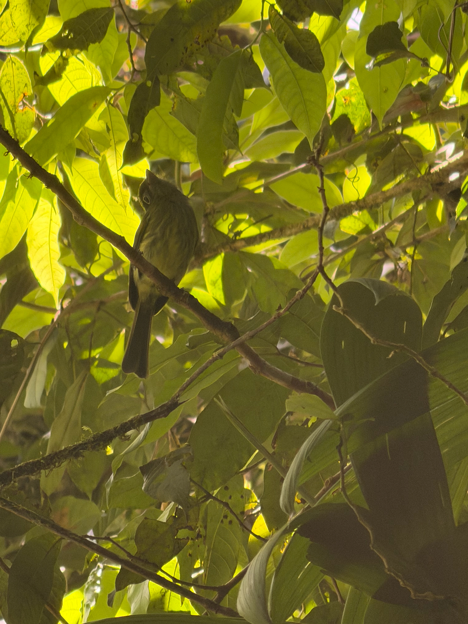 Eye-ringed Flatbill (Rhynchocyclus brevirostris), photo 7