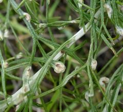 Aceria paracalifornica