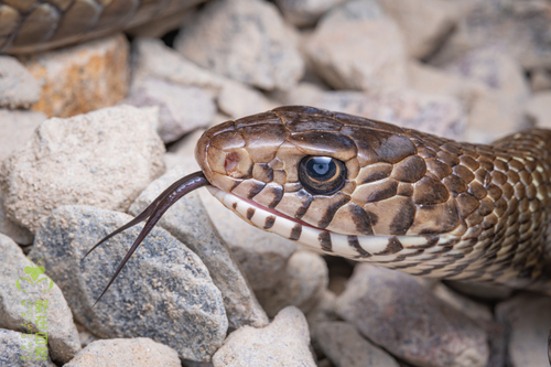 Ptyas mucosa observed 2026-04-16