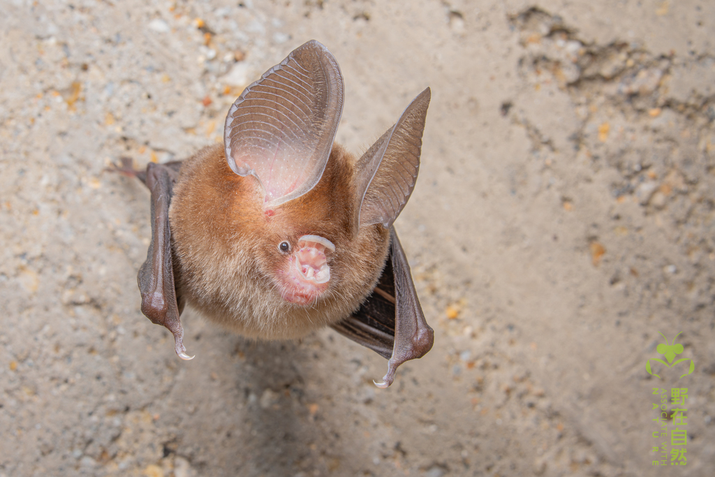 Andersen's Leaf-Nosed Bat