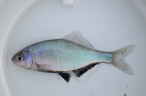 Tabira bitterling (Acheilognathus tabira) — Cyprinidae