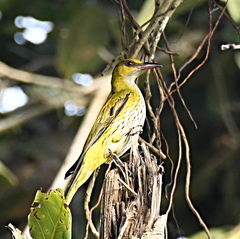 Oriolus chinensis diffusus