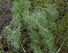Aceria paracalifornica