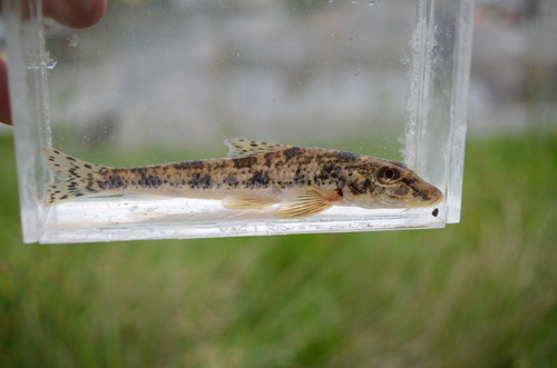 Pike Gudgeon