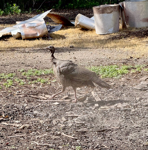 iNaturalist observation photo of Wild Turkey
