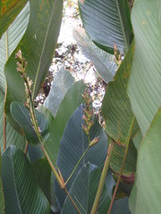 Calathea ischnosiphonoides