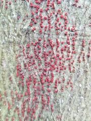 Neonectria