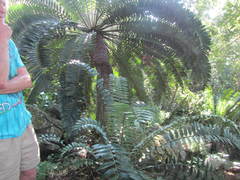 Encephalartos natalensis