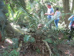 Encephalartos natalensis