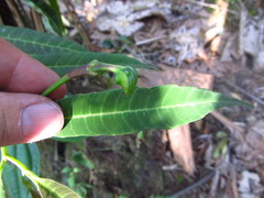 Burmeistera cylindrocarpa