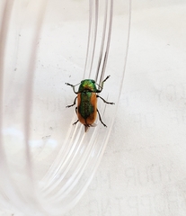 Smaragdina limbata