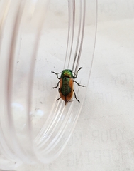Smaragdina limbata