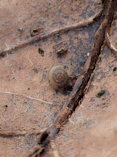 Ashfordia granulata observed 2026-02-22