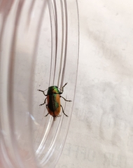 Smaragdina limbata