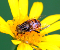 Eristalodes
