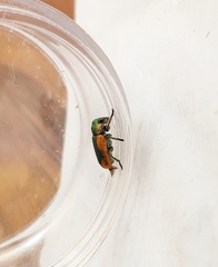 Smaragdina limbata