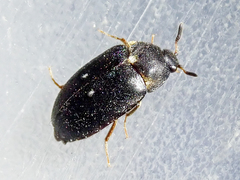 Attagenus pellio