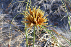 Cyperus polystachyos