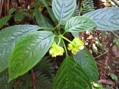 Drymonia brochidodroma