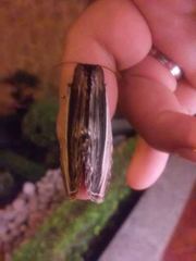 Truncaptera truncata