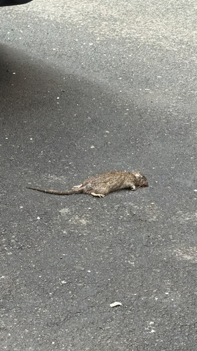 Rat photographed near here on 2026-04-19