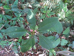 Burmeistera multiflora
