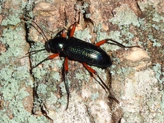 Strongylium erythrocephalum