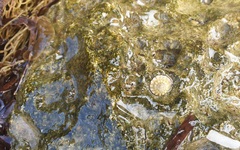 Bembicium vittatum