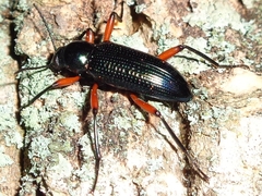 Strongylium erythrocephalum