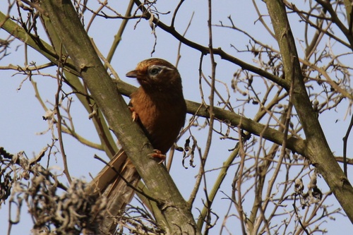 Garrulax canorus observed 2026-04-11