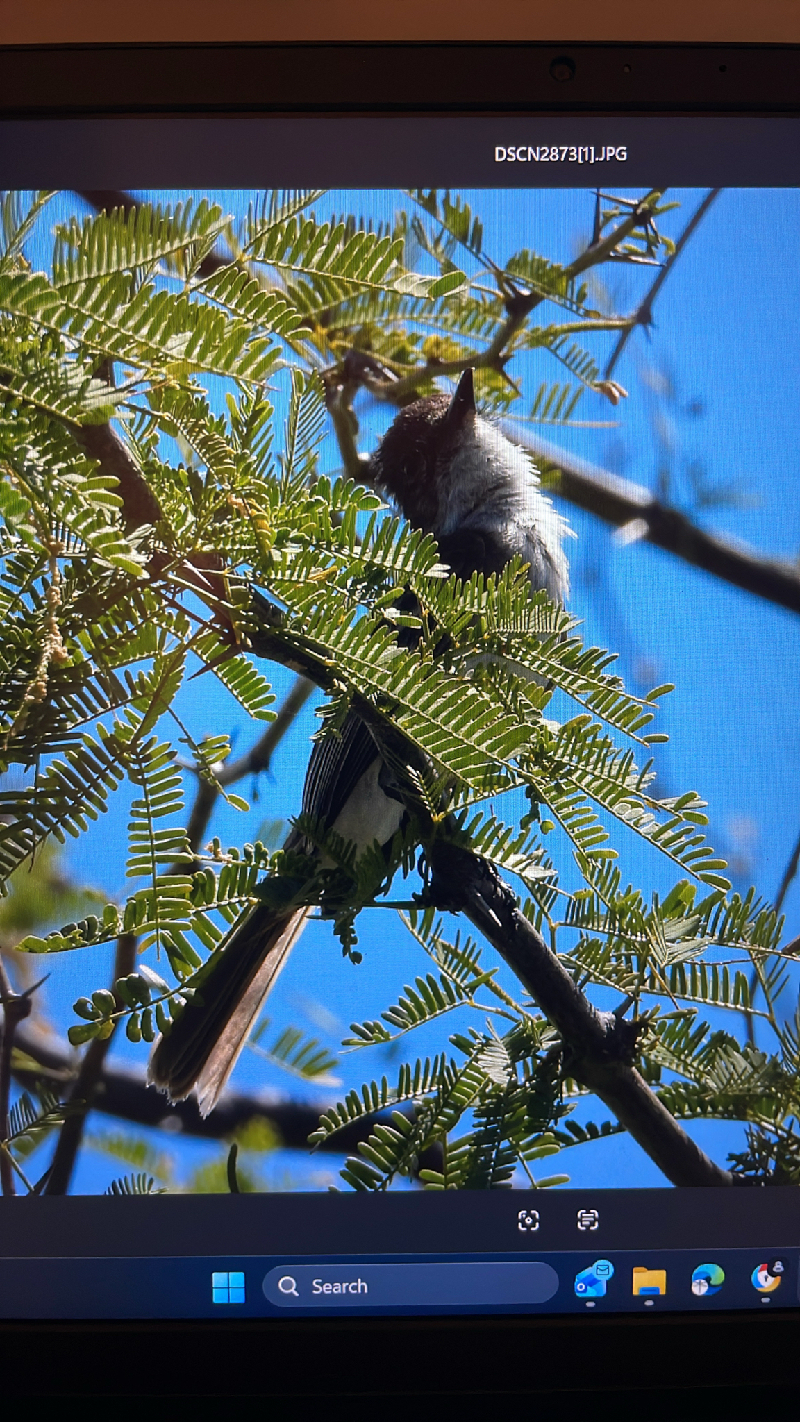 Puerto Rican Flycatcher (Myiarchus antillarum), photo 4