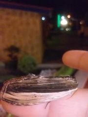 Truncaptera truncata