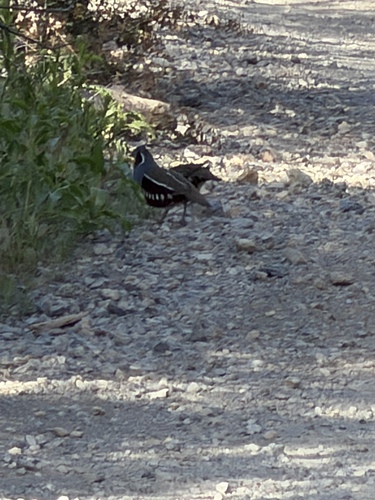 Mountain Quail (Oreortyx pictus), photo 4