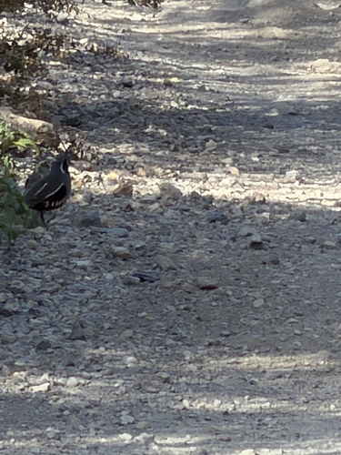 Mountain Quail (Oreortyx pictus), photo 5