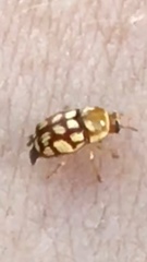 Cryptocephalus guttulatellus