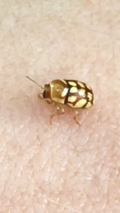 Cryptocephalus guttulatellus