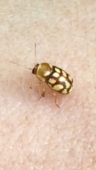 Cryptocephalus guttulatellus