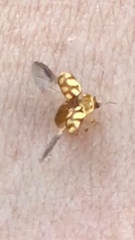 Cryptocephalus guttulatellus