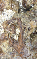 Chthamalus antennatus