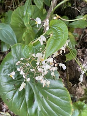 (c) Cricket Raspet, some rights reserved (CC BY) Begonia nelumbiifolia, photograph (c) Cricket Raspet, some rights reserved (CC BY)