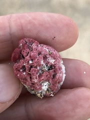 Homotrema rubrum