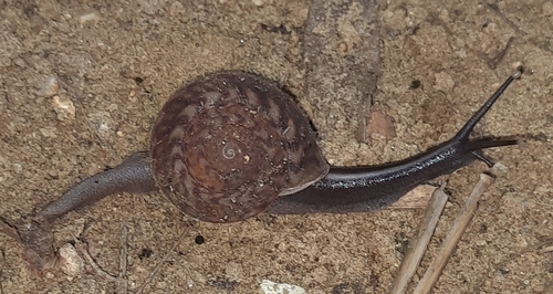 Solaropsis brasiliana