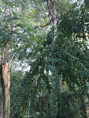 Adenanthera microsperma