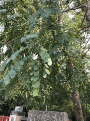 Adenanthera microsperma