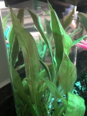 Betta