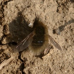 Bombylius minor