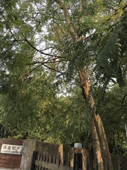 Adenanthera microsperma