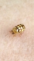 Cryptocephalus guttulatellus