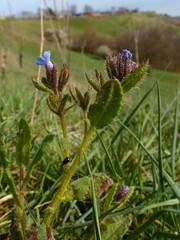 Anchusa arvensis orientalis