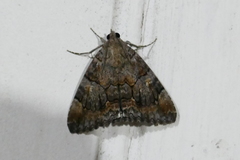 Achaea catella